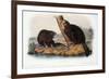 Audubon: Beaver, 1846-John James Audubon-Framed Premium Giclee Print