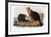 Audubon: Beaver, 1846-John James Audubon-Framed Premium Giclee Print