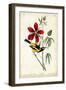 Audubon Bird & Botanical I-John James Audubon-Framed Art Print