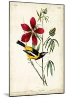 Audubon Bird & Botanical I-John James Audubon-Mounted Art Print