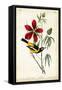 Audubon Bird & Botanical I-John James Audubon-Framed Stretched Canvas