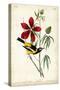 Audubon Bird & Botanical I-John James Audubon-Stretched Canvas