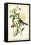 Audubon Bird & Botanical II-John James Audubon-Framed Stretched Canvas