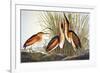 Audubon: Bittern-John James Audubon-Framed Premium Giclee Print