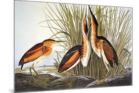 Audubon: Bittern-John James Audubon-Mounted Premium Giclee Print