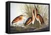 Audubon: Bittern-John James Audubon-Framed Stretched Canvas