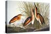 Audubon: Bittern-John James Audubon-Stretched Canvas