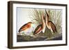 Audubon: Bittern-John James Audubon-Framed Giclee Print