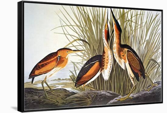 Audubon: Bittern-John James Audubon-Framed Stretched Canvas