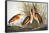 Audubon: Bittern-John James Audubon-Framed Stretched Canvas