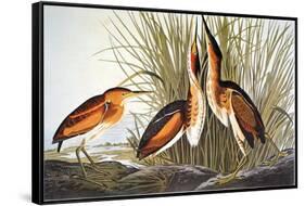 Audubon: Bittern-John James Audubon-Framed Stretched Canvas