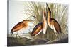 Audubon: Bittern-John James Audubon-Stretched Canvas