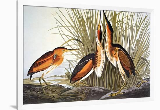 Audubon: Bittern-John James Audubon-Framed Giclee Print