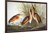 Audubon: Bittern-John James Audubon-Framed Giclee Print