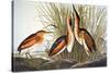 Audubon: Bittern-John James Audubon-Stretched Canvas