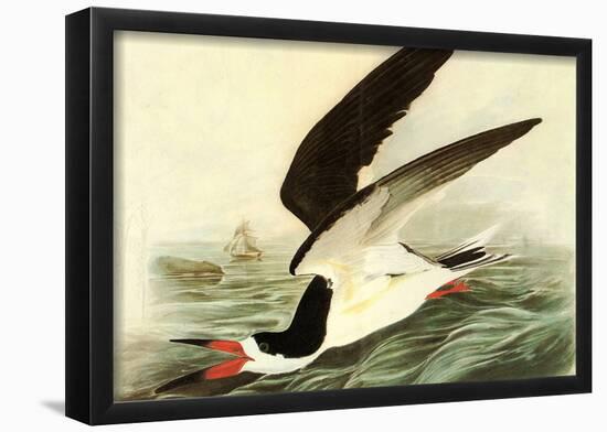 Audubon Black Skimmer Bird Art Poster Print-null-Framed Poster