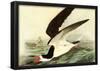 Audubon Black Skimmer Bird Art Poster Print-null-Framed Poster