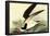 Audubon Black Skimmer Bird Art Poster Print-null-Framed Poster