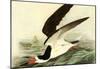 Audubon Black Skimmer Bird Art Poster Print-null-Mounted Poster