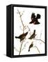 Audubon: Blackbird, 1827-John James Audubon-Framed Stretched Canvas