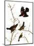 Audubon: Blackbird, 1827-John James Audubon-Mounted Giclee Print