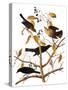 Audubon: Blackbird, 1827-John James Audubon-Stretched Canvas