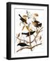 Audubon: Blackbird, 1827-John James Audubon-Framed Giclee Print