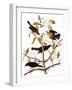 Audubon: Blackbird, 1827-John James Audubon-Framed Giclee Print