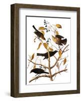 Audubon: Blackbird, 1827-John James Audubon-Framed Giclee Print