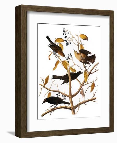 Audubon: Blackbird, 1827-John James Audubon-Framed Giclee Print