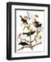 Audubon: Blackbird, 1827-John James Audubon-Framed Giclee Print