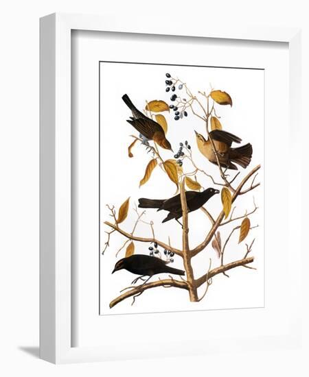 Audubon: Blackbird, 1827-John James Audubon-Framed Giclee Print