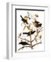 Audubon: Blackbird, 1827-John James Audubon-Framed Giclee Print