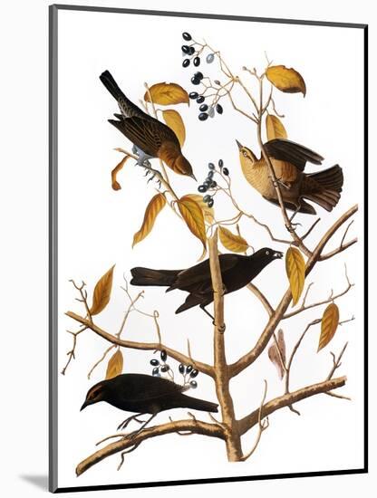 Audubon: Blackbird, 1827-John James Audubon-Mounted Giclee Print