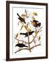 Audubon: Blackbird, 1827-John James Audubon-Framed Giclee Print