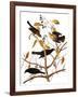 Audubon: Blackbird, 1827-John James Audubon-Framed Giclee Print