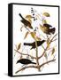Audubon: Blackbird, 1827-John James Audubon-Framed Stretched Canvas