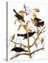 Audubon: Blackbird, 1827-John James Audubon-Stretched Canvas