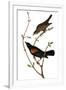 Audubon: Blackbird-John James Audubon-Framed Giclee Print