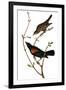 Audubon: Blackbird-John James Audubon-Framed Giclee Print