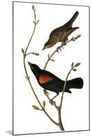 Audubon: Blackbird-John James Audubon-Mounted Giclee Print