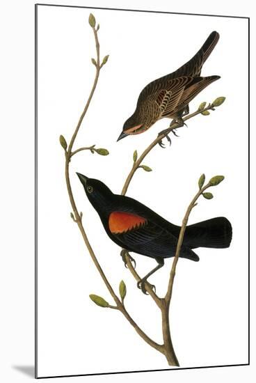 Audubon: Blackbird-John James Audubon-Mounted Giclee Print