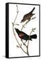 Audubon: Blackbird-John James Audubon-Framed Stretched Canvas