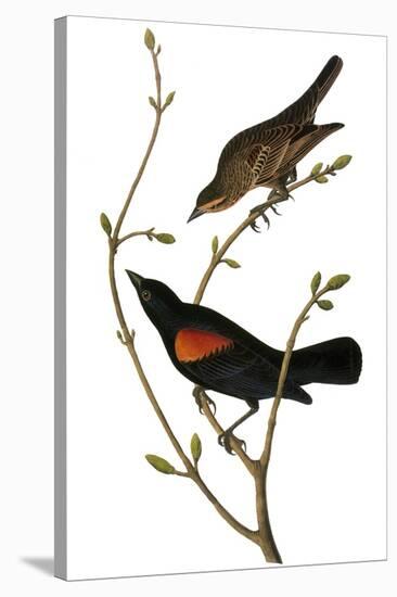 Audubon: Blackbird-John James Audubon-Stretched Canvas