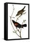 Audubon: Blackbird-John James Audubon-Framed Stretched Canvas