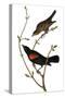 Audubon: Blackbird-John James Audubon-Stretched Canvas