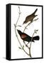 Audubon: Blackbird-John James Audubon-Framed Stretched Canvas