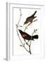 Audubon: Blackbird-John James Audubon-Framed Giclee Print