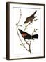 Audubon: Blackbird-John James Audubon-Framed Giclee Print