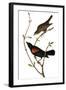 Audubon: Blackbird-John James Audubon-Framed Giclee Print